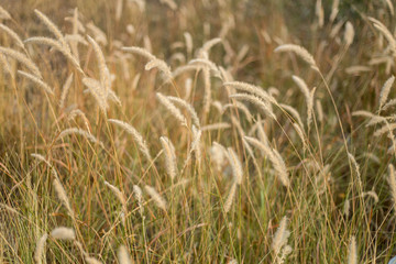 Fototapeta premium Flowers, weeds or flower meadows 