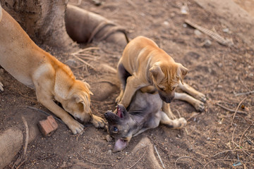 Fototapeta premium Thai brown puppies 