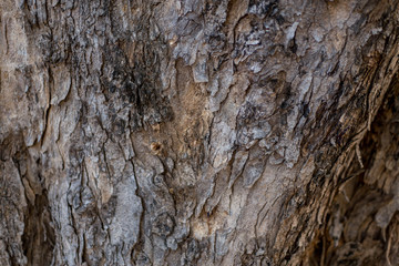 Tree bark texture