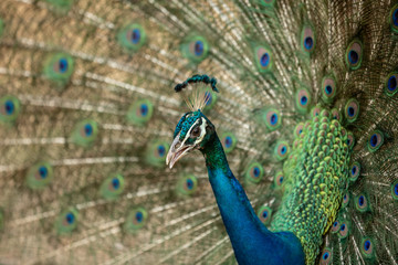 Obraz premium Peacock flaunting its tail. Close up portrait of an adult male peacock showing his feathers