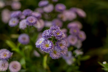 Fototapeta premium Close-up pictures of purple chrysanthemum, blurred background