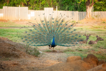Peacock flaunting its tail and deers