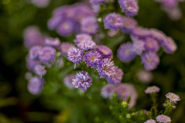 Close-up pictures of purple chrysanthemum, blurred background