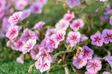Obraz na płótnie Canvas pink petunias ,colorful petunia flower (Petunia hybrida) in the garden 