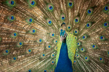 Fototapeta na wymiar Peacock flaunting its tail. Close up portrait of an adult male peacock showing his feathers