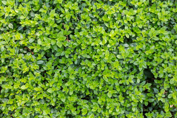 The green leaves are Siamese rough shrubs, and another name is the shrub, because in ancient times, people in Thailand used it instead of toothbrushes, top view pictures.