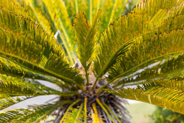 Cycas plants, stalks and yellow leaves, side view