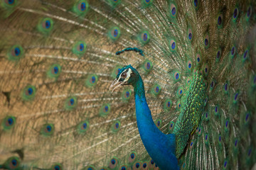 Fototapeta premium Peacock flaunting its tail. Close up portrait of an adult male peacock showing his feathers