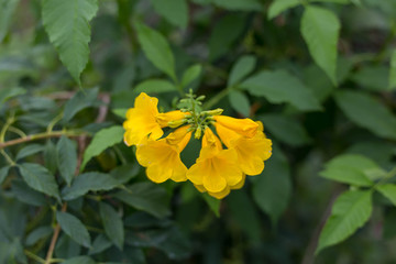 Yellow elder, Yellow bells, or Trumpet vine flowers. [Scientific name: Tecoma stans] Thailand