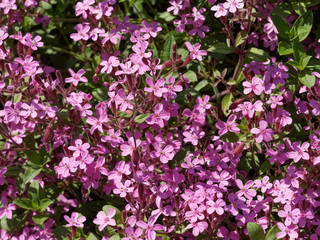 Saponaire rose de Montpellier (Saponaria ocymoides)