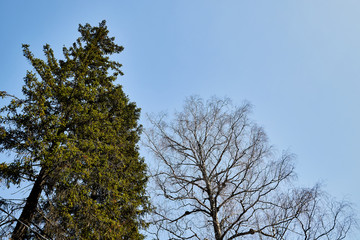 The top of the spruce against the blue sky