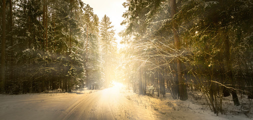 Panorama of winter morning in the forest. Snowy road.