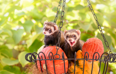 Two cute pet ferrets (Mustela putorius furo) sitting together in a basket with colorful pumpkins in a garden