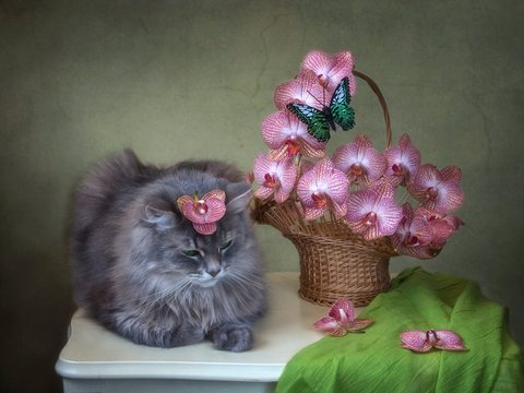 Still life with basket of orchid flowers and pretty kitty