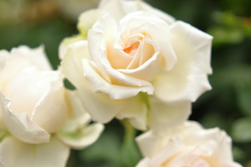 Obraz na płótnie Canvas 白い薔薇の花 