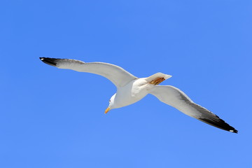 Fototapeta na wymiar Larus heuglini. Adult Siberian Black-backed Gull spring on Yamal