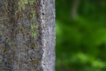 moss-covered pillar