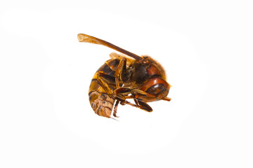 wasp isolated on white background