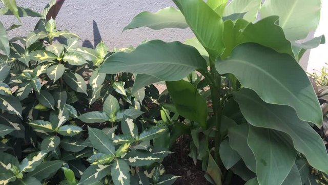 green leaves of plant