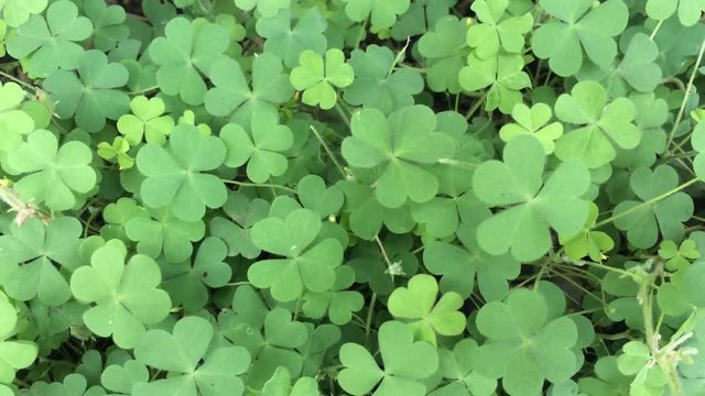 green clover leaves beautiful background
