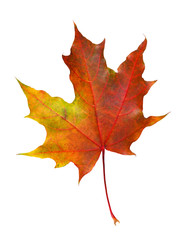 Fototapeta premium Closeup of colorful autumn maple leaf