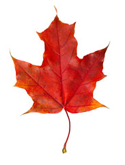 Closeup of colorful autumn maple leaf