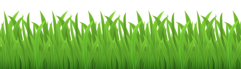 Vector seamless image of green grass isolated on white. EPS 10.