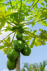 Papaya
