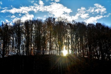 Obraz premium the sun seen among the leafless trees