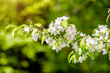 appletree blossom branch in the garden in spring 