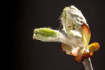 Phase of chestnut bud opening. Contrast appearance on dark background. Copy space