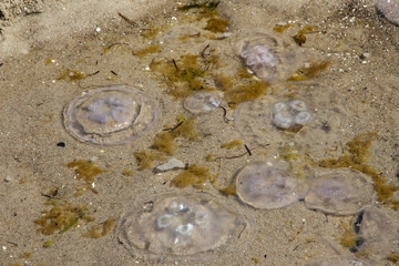 Angespülte Quallen am Strand