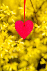      Red hearts among the branches of the Forsythia 