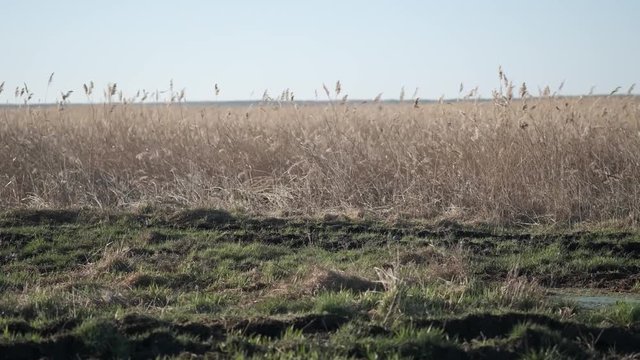Dried Russian field overgrown with weeds, neglected, abandoned tillage space