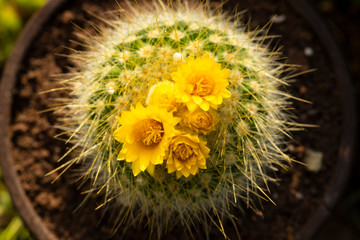 yellow flowers on the cactus