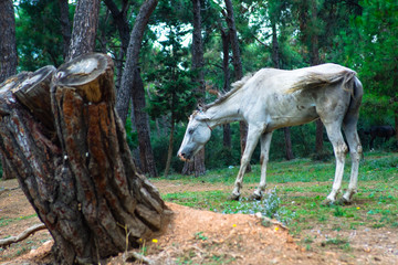 White horse in nature