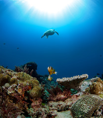Clarki clown fish with turtle