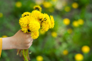 Bouquet of dandelions on a background of green grass. Spring background with the flowers. Yellow flowers grow on the ground in forest. Ficaria verna