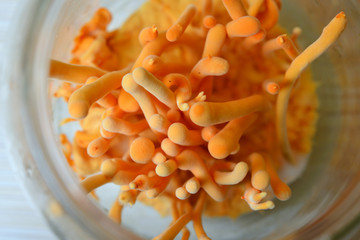 Ophiocordyceps sinensis, Cordyceps militaris in Glass bottles within light and temperature control room. Chinese medicine.