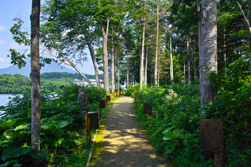 初夏の北海道、阿寒湖遊歩道の景観