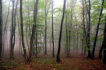 fog in the forest