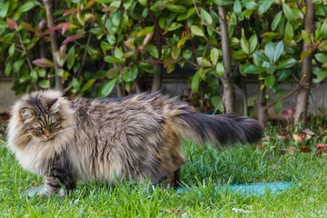 Naklejka premium Furry cat of livesrtock in relax in a garden, purebred siberian pet. Hypoallergenic animal