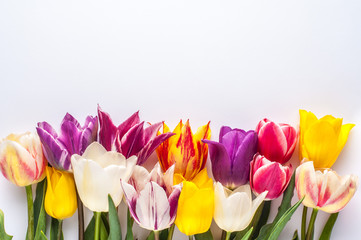 bright spring of multi-colored tulips on a white background