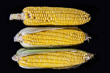 Fresh corn isolated on black background.