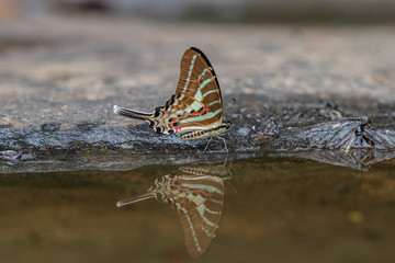 Tail Jay butterfly in nature background.