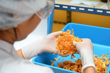 Ophiocordyceps sinensis, Cordyceps militaris in hands within light and temperature control room. Chinese medicine.