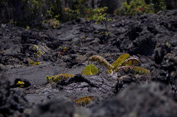 Farne in Lavafeld