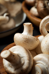 Mushrooms close up