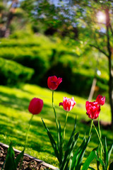 red tulip on black background. delicate tulip flower with red petals and bright green leaves on dark background.