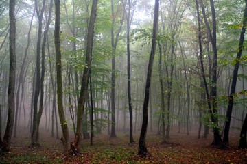 fog in the forest